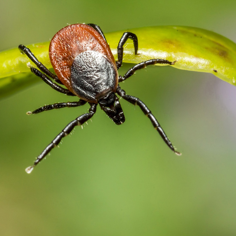Lyme & Tick Borne Diseases